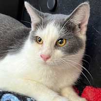 Thumbnail photo of FEISTY FRED #1