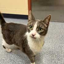 Thumbnail photo of Gummy Bear #3