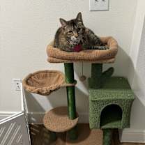 Thumbnail photo of Molotov #3