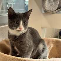 Thumbnail photo of Durr #1