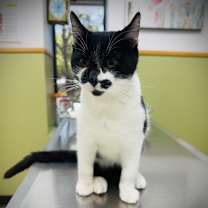 Thumbnail photo of Kage #1