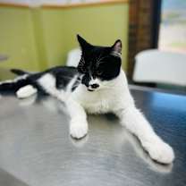 Thumbnail photo of Kage #3