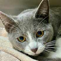 Thumbnail photo of Phoenix #2