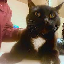 Thumbnail photo of WRINKLE #1767- Offered by Owner - Friendly Male #2