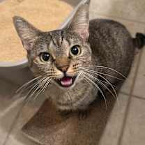 Thumbnail photo of Fiddlestix #1