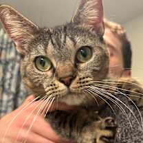 Thumbnail photo of Fiddlestix #2