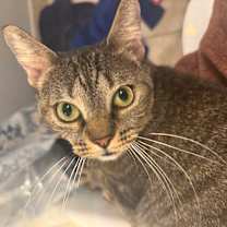 Thumbnail photo of Fiddlestix #3