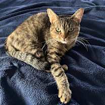 Thumbnail photo of Fiddlestix #4