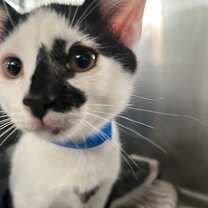 Thumbnail photo of Motorhead #2