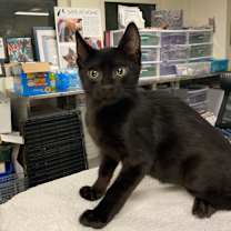 Thumbnail photo of Calabaza #1