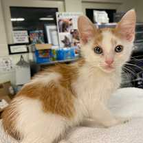 Thumbnail photo of Chia #1