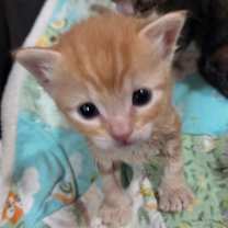 Thumbnail photo of Corn Bread #2