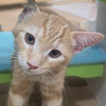 Thumbnail photo of Corn Bread #4