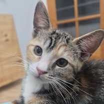 Thumbnail photo of Piki #4