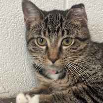 Thumbnail photo of Isolde 86C25 #1