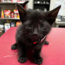 Thumbnail photo of Marlowe 99C25 #2