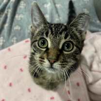 Thumbnail photo of Rowan 80C25 #4