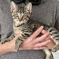 Thumbnail photo of Starsky #4