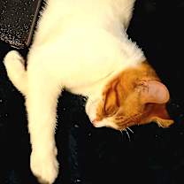 Thumbnail photo of Snowy #4