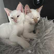 Thumbnail photo of Churo #2