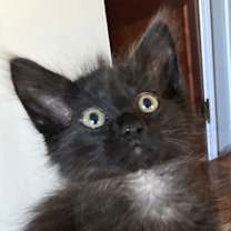 Thumbnail photo of Bagheera #1