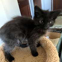 Thumbnail photo of Bagheera #2