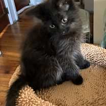 Thumbnail photo of Bagheera #3