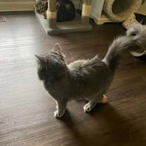 Thumbnail photo of Morgan #2