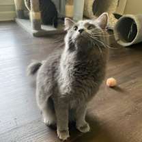 Thumbnail photo of Morgan #3