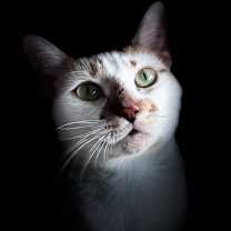 Thumbnail photo of Autumn  #1