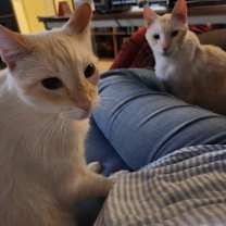 Thumbnail photo of Eclipse #3