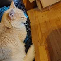 Thumbnail photo of Cream Puff #2