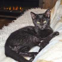 Thumbnail photo of Ghouls Night #2