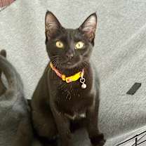 Thumbnail photo of Nigiri #1