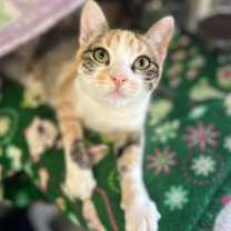 Thumbnail photo of Enid #1