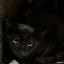 Thumbnail photo of Roscoe #2