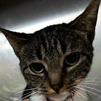 Thumbnail photo of Mittens #2