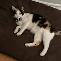 Thumbnail photo of Mau #1