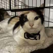 Thumbnail photo of Mau #4