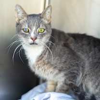 Thumbnail photo of Glacier #1