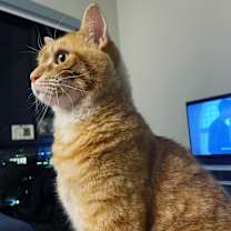 Thumbnail photo of Kiri #1