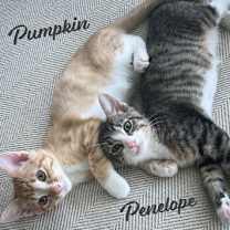 Thumbnail photo of Pumpkin & Penelope #bonded-siblings #1