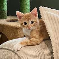 Thumbnail photo of Pumpkin & Penelope #bonded-siblings #2