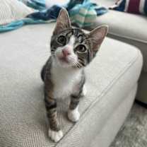 Thumbnail photo of Pumpkin & Penelope #bonded-siblings #3