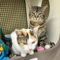 Thumbnail photo of Muneco #3