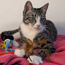 Thumbnail photo of Fritos SHY CAT SPECIAL $20 #4