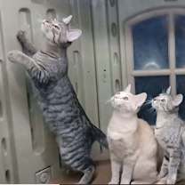 Thumbnail photo of Jack #3