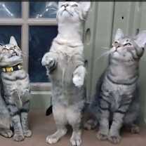 Thumbnail photo of Jack #4