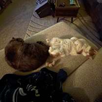 Thumbnail photo of Toby #4