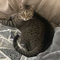 Thumbnail photo of Binx #1